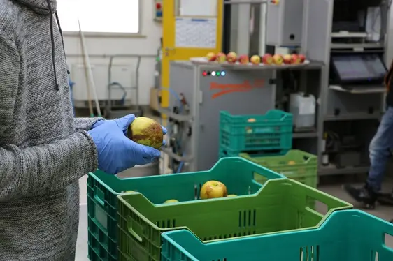 Fig. 2: Il team di ricerca del Centro Laimburg lavora con frutti soggetti a danni fisiologici da postraccolta: © Laimburg Research Centre/Agnese Martinelli