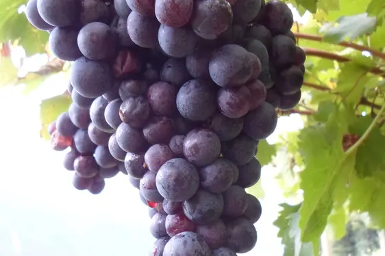 Grappolo di uva Schiava attaccato da Drosophila suzukii. ©Centro di Sperimentazione Laimburg