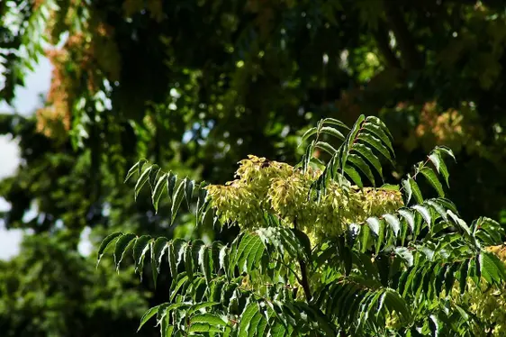 Fig. 3: L'albero del cielo (Ailanthus altissima) è comune in Alto Adige: © Laimburg Research Centre