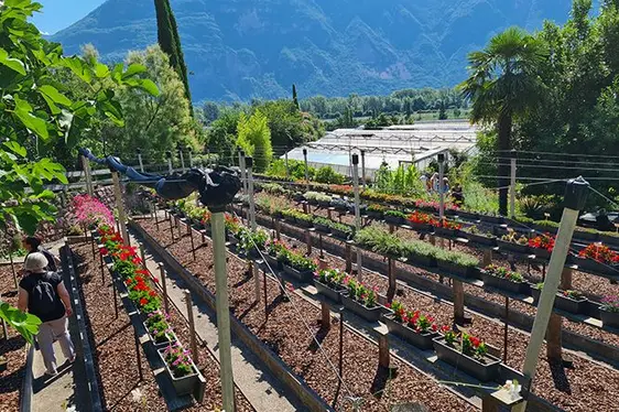 Fig 2: Piante da balcone di ogni tipo sono state al centro della Giornata delle porte aperte della Giardineria Laimburg.: © Centro di Sperimentazione Laimburg/julia rizzo