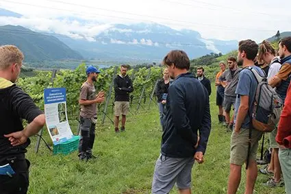 Gerd Innerebner, responsabile del gruppo di lavoro “Valutazione Fitofarmaci”, spiega in campo le varie misure per contrastare l’arricciamento della vite che sono in fase sperimentale.: ©Centro di Sperimentazione Laimburg/FMHack