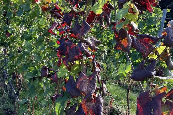 Viti che presentano sintomi di flavescenza dorata © Laimburg Research Centre