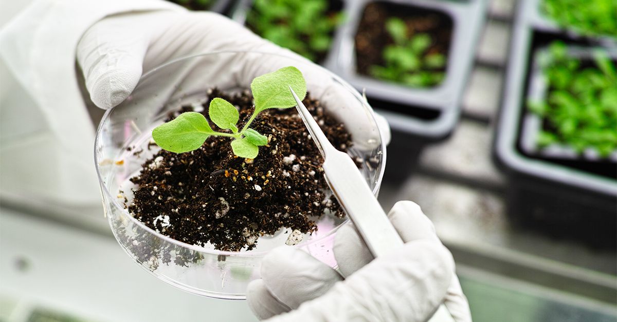 Fig. 1: il genome editing permette di modificare le informazioni genetiche con precisione millimetrica. ©shutterstock