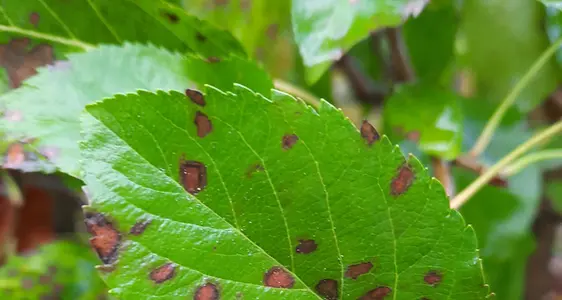 Come primi sintomi della GLS appaiono delle macchie fogliari necrotiche, di colore marrone-violaceo.