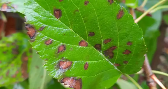Als erste Symptome von GLS zeigen sich purpurfarbene-braune nekrotische Blattflecken.