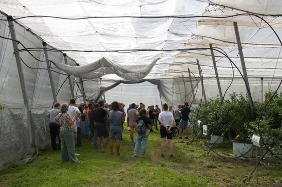 Abb. 2: Kulturheidelbeeren und Süßkirschen können für landwirtschaftliche Betriebe in Südtirol neue Perspektiven eröffnen.
© Laimburg Research Centre/agnese martinelli