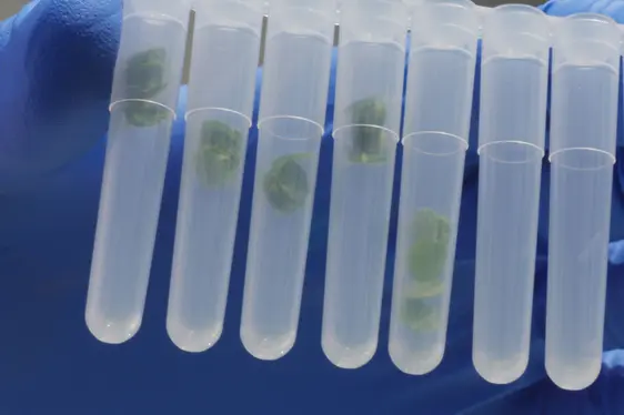 Abb. 3: Im Rahmen von AppleBIOME wurden Tausende Blattproben analysiert, um die Zusammensetzung des Mikrobioms zu untersuchen.
© Laimburg Research Centre/daniel rossato