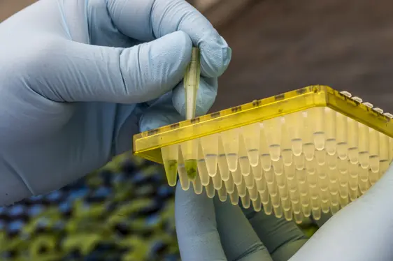 Fig. 2: Campioni di foglie di melo vengono prelevate e analizzate in laboratorio dal gruppo di lavoro Genomica per il Miglioramento Genetico al Centro di Sperimentazione Laimburg: © Laimburg Research Centre/ivo corrà