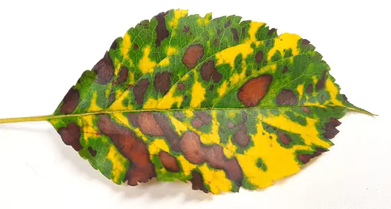 In uno stadio avanzato, si sviluppa una pronunciata clorosi delle foglie.
