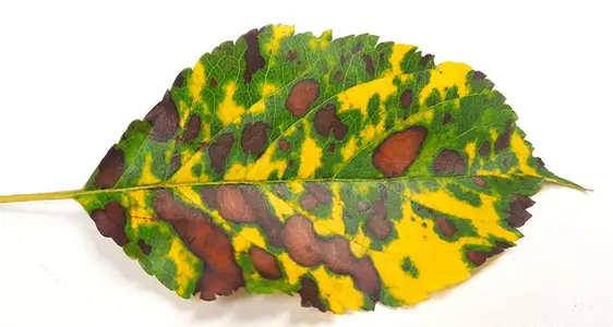 Im fortgeschrittenen Stadium kann sich verstärkt eine chlorotische Verfärbung der Blätter manifestieren.