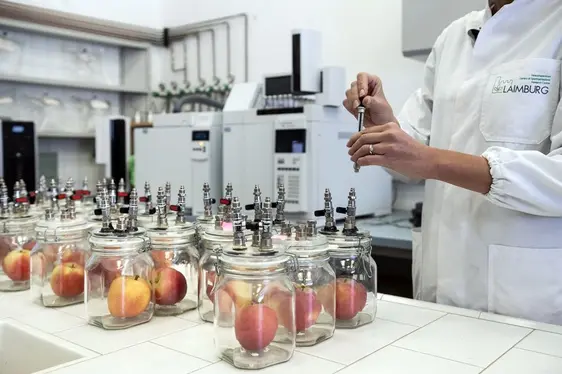 Abb. 4: Tätigkeiten im Versuchslagerhaus des Versuchszentrums Laimburg: © Laimburg Research Centre/Ivo Corrà