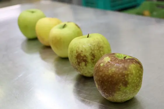 Fig. 4: Mele soggette a danni fisiologici da postraccolta, i cui sintomi sono più o meno presenti: © Laimburg Research Centre/Agnese Martinelli