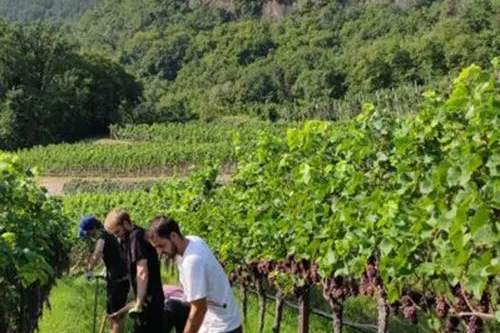 In viticoltura, si usano metodi di concimazione organica come il sovescio invernale e si studiano gli effetti sul suolo.: © Centro di Sperimentazione Laimburg