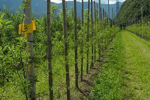 Nel sito di Laimburg, vengono applicati diversi fertilizzanti negli impianti sperimentali e confrontati per quanto riguarda la biologia del suolo, i flussi di nutrienti e i bilanci dei nutrienti.: © Centro di Sperimentazione Laimburg