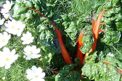Bietole colorate (a sinistra) e fiori di cosmea (a destra): ©Floricoltura Laimburg