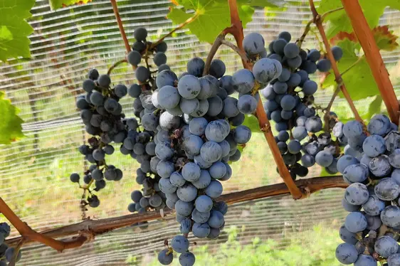 Fig4: Le uve PIWI, dal tedesco PIlzWIderstansdfähig, resistente ai funghi, stanno acquisendo sempre maggiore interesse nel mondo del vino, offrendo nuove opportunità per il mercato locale nonché nuove prospettive per pratiche agricole pi&#: © Laimburg Research Centre /josef terleth