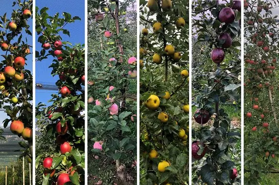 Fig. 3: Esempi di meli presenti nella collezione di riferimento RefPOP: © Laimburg Research Centre/francesco panzeri