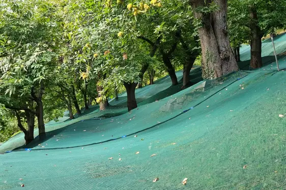 Fig. 5: Il castagneto di Johann Laimer a Postal con le reti per la raccolta.
© Johann Laimer