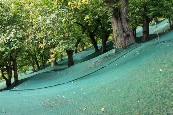 Abb. 5: Kastanienhain von Johann Laimer (Burgstall) mit Netzen für die Ernte
© Johann Laimer