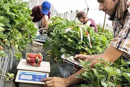 Fig. 4: Rilievi agronomici sulla produttività di un impianto sperimentale di fragole, gruppo di lavoro Piccoli Frutti e Drupacee del Centro di Sperimentazione Laimburg: © Laimburg Research Centre/ivo corrà