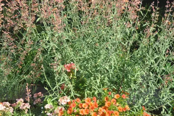 3° posto: il vaso da balcone “Fiori profumati e speziati” ©CSL