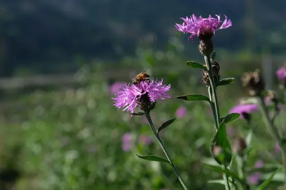Fig. 3: Fiordaliso stoppione con sirifide: © Laimburg Research Centre/Elena Wilhelm