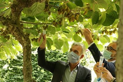 Il momento del rilascio della vespa samurai presso il Centro di Sperimentazione Laimburg
