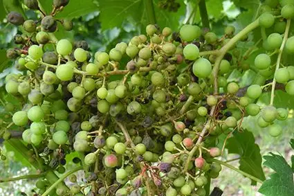 Peronospora: ©Centro di Sperimentazione Laimburg