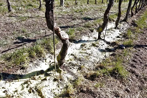 La pacciamatura spray deposita uno strato spesso circa 3 mm. Lo strato risulta immediatamente viscoso e dopo alcune ore solidifica.: © Centro di Sperimentazione Laimburg