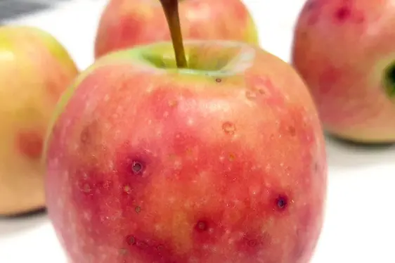 Frutti della varietà Cripps Pink con sintomi causati da Colletotrichum fructicola.: © Centro di Sperimentazione Laimburg