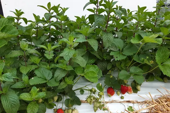 Abb. 5: Erdbeere und Pfefferminze in Mischkultur
©Laimburg Research Centre/ Sebastian Soppelsa