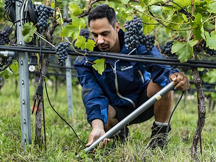Aufgabe des Versuchszentrums Laimburg ist es durch praxisnahe Versuchsanstellung den Südtiroler Weinbau zu fördern. ©Versuchszentrum Laimburg / ivocorrà