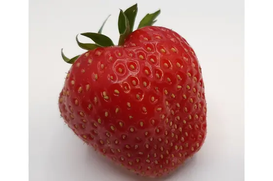 Fig. 3: “Elsanta”, una delle varietà di fragola ad oggi più coltivata in Alto Adige: © Centro di Sperimentazione Laimburg