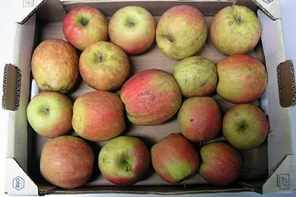 Mit Rußtau befallene Früchte: ©Versuchszentrum Laimburg