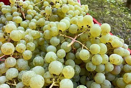 Uva della vite Versoaln ©Centro di Sperimentazione Laimburg