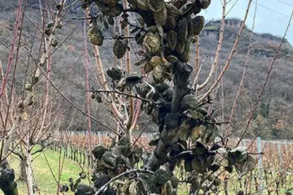 Monilia sp. in una pesca. ©Centro di Sperimentazione Laimburg