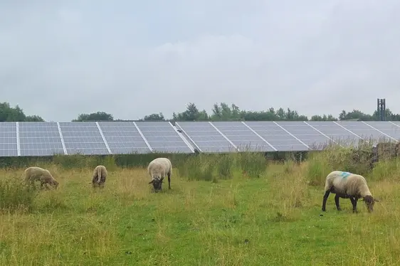Abb. 3: Mit GPS-Halsbändern ausgestattete Schafe weiden in einer Agri-Photovoltaik-Anlage im Nordosten Deutschlands
© Forschungsinstitut für Nutztierbiologie/franziska koch