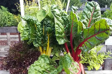 2. Platz: „Chlorophyll mit farbigem Gemüse“: ©Versuchszentrum Laimburg