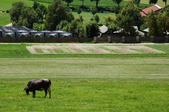 Fig. 4: Gestione del bestiame al pascolo presso l’azienda sperimentale “Mair am Hof”: © Laimburg Research Centre