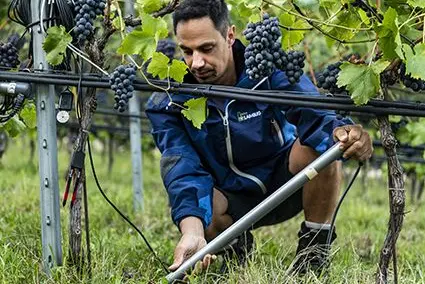 Compito del Centro di Sperimentazione Laimburg è sostenere e incentivare la viticoltura altoatesina. ©Centro di Sperimentazione Laimburg / ivocorrà