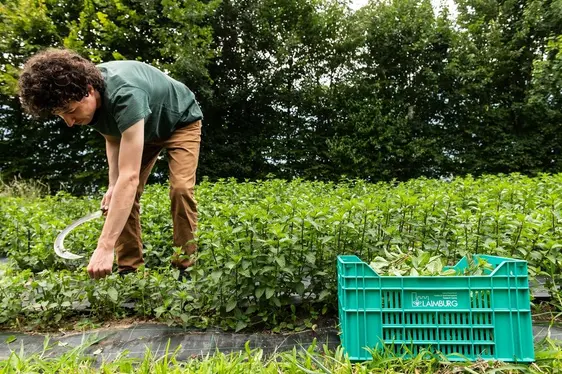 Fig. 4: Le erbe aromatiche e officinali rappresentano un’interessante coltura complementare: © Laimburg Research Centre/ivo corrà