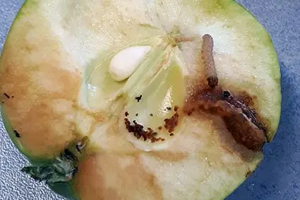 Un bruco di carpocapsa scava la sua strada all'interno di una mela.: ©Centro di Sperimentazione Laimburg