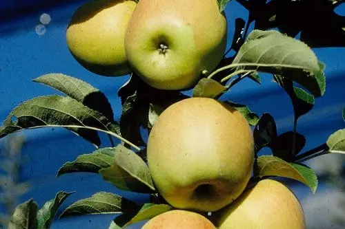 Mele della varietà Golden Delicious. © Centro di Sperimentazione Laimburg