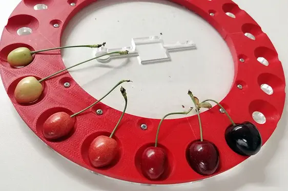 Abb. 2: Unterschiedliche Reifegrade der Kirsche.: © Versuchszentrum Laimburg