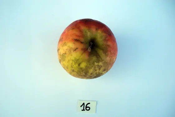 Fig. 3: Mela colpita da fumaggine: © Centro di Sperimentazione Laimburg