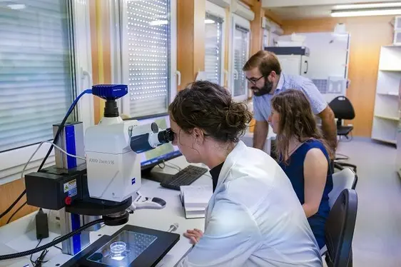 Fig. 4: Katrin Janik analizza gli insetti al microscopio con il supporto di Erika Corretto e Hannes Schuler della Libera Università di Bolzano, lead partner del progetto FIGHToplasma: © Centro di Sperimentazione Laimburg/alex rehbichler