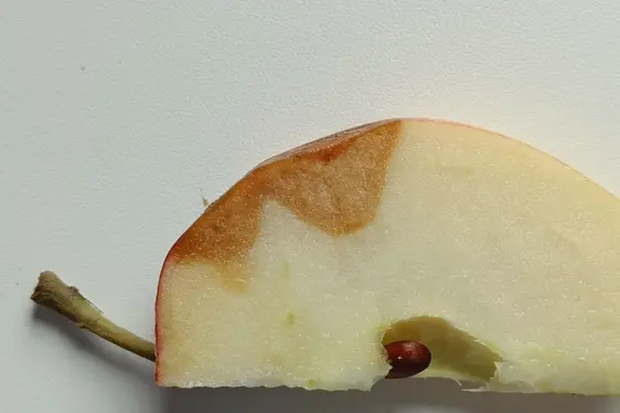 Abb. 2: Fruchtfäule durch Vorernte-Apple Bitter Rot an einem Querschnitt eines Apfels.
© Laimburg Research Centre/e.rizzolli