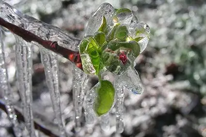 Eisumhüllte Knospe nach Frostschutzberegnung. ©Versuchszentrum Laimburg