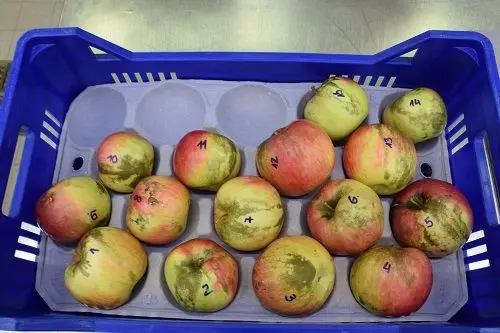 Äpfel der Sorte Idared vor dem Bürsten: © Laimburg Research Centre