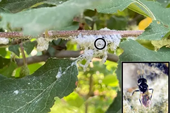 Fig. 2: Un esemplare di A. mali su una colonia di afidi lanigeri del melo: © Laimburg Research Centre